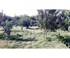 Terreno agricolopanoramico con fabbricato e palmento da restaurare