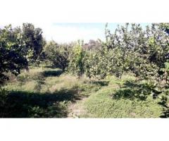 Terreno agricolopanoramico con fabbricato e palmento da restaurare