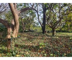 Tenuta agricola di 30 mila mq con tanti fabbricati e molto panorama