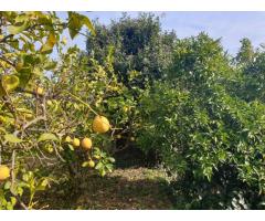 Tenuta agricola di 30 mila mq con tanti fabbricati e molto panorama