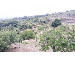 Sant'Alfio terreno di 11000 mq con doppio caseggiato