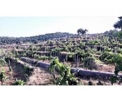 Montargano Rustici con cantina  palmento e vigneto