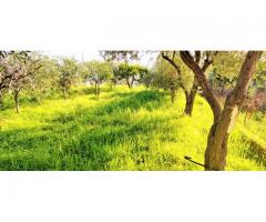 Villino con giardino e vista Spettacolare sul mare