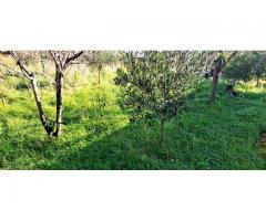 Villino con giardino e vista Spettacolare sul mare