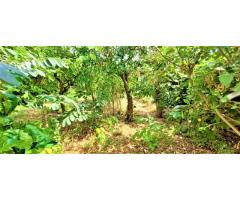 Singola con giardino pluriuso e ad alta visibilità