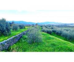 Antico casolare  con maxi panorama con 12000 mq di uliveto