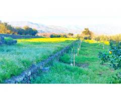 Antico casolare  con maxi panorama con 12000 mq di uliveto