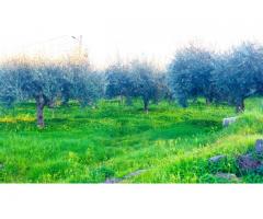 Antico casolare  con maxi panorama con 12000 mq di uliveto