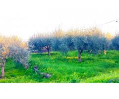 Antico casolare  con maxi panorama con 12000 mq di uliveto