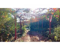 Doppia unità immobiliare con giardino circostante di 5000 mq